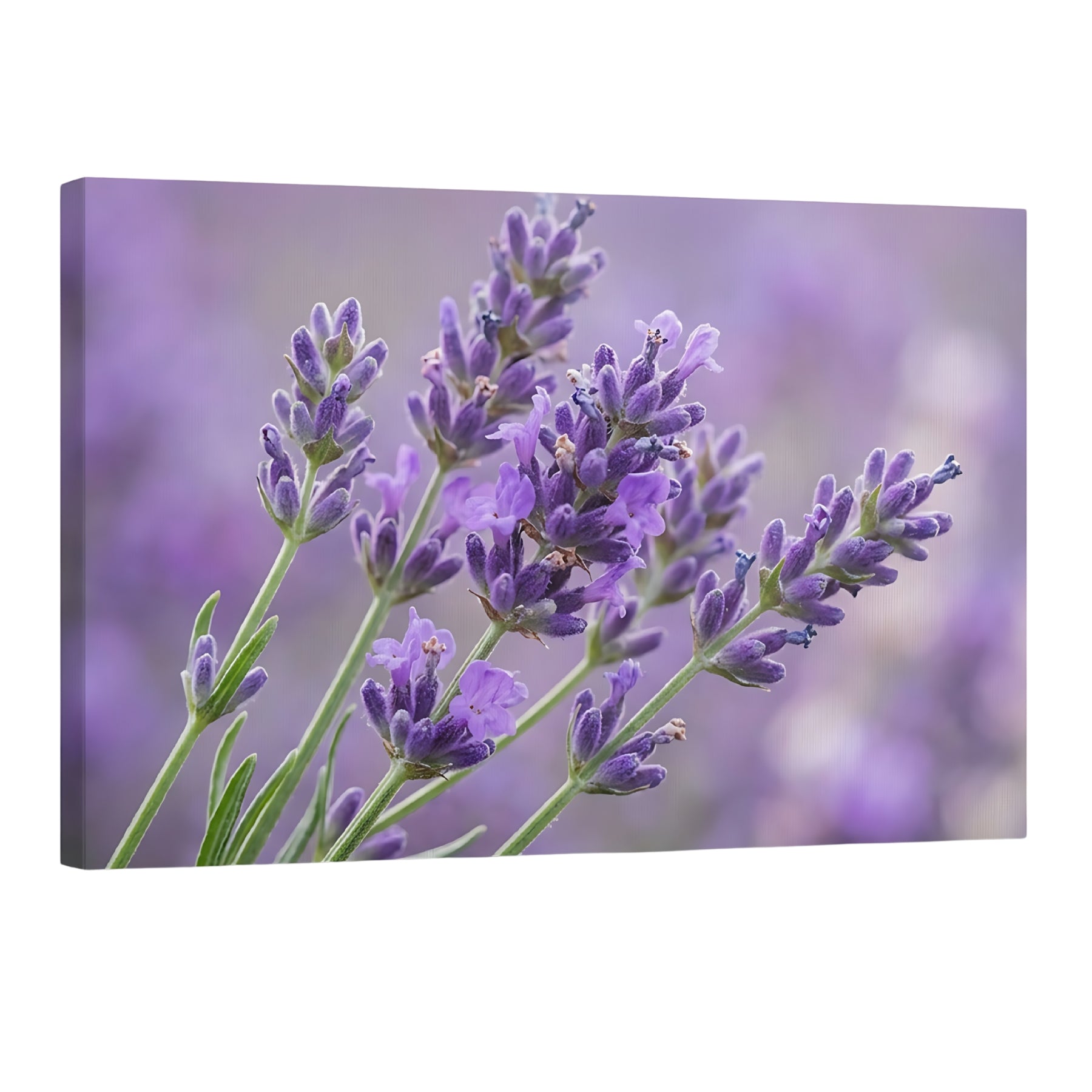 Lavender flowers close up in soft purple tones, calming floral wall art decor for modern home Main image