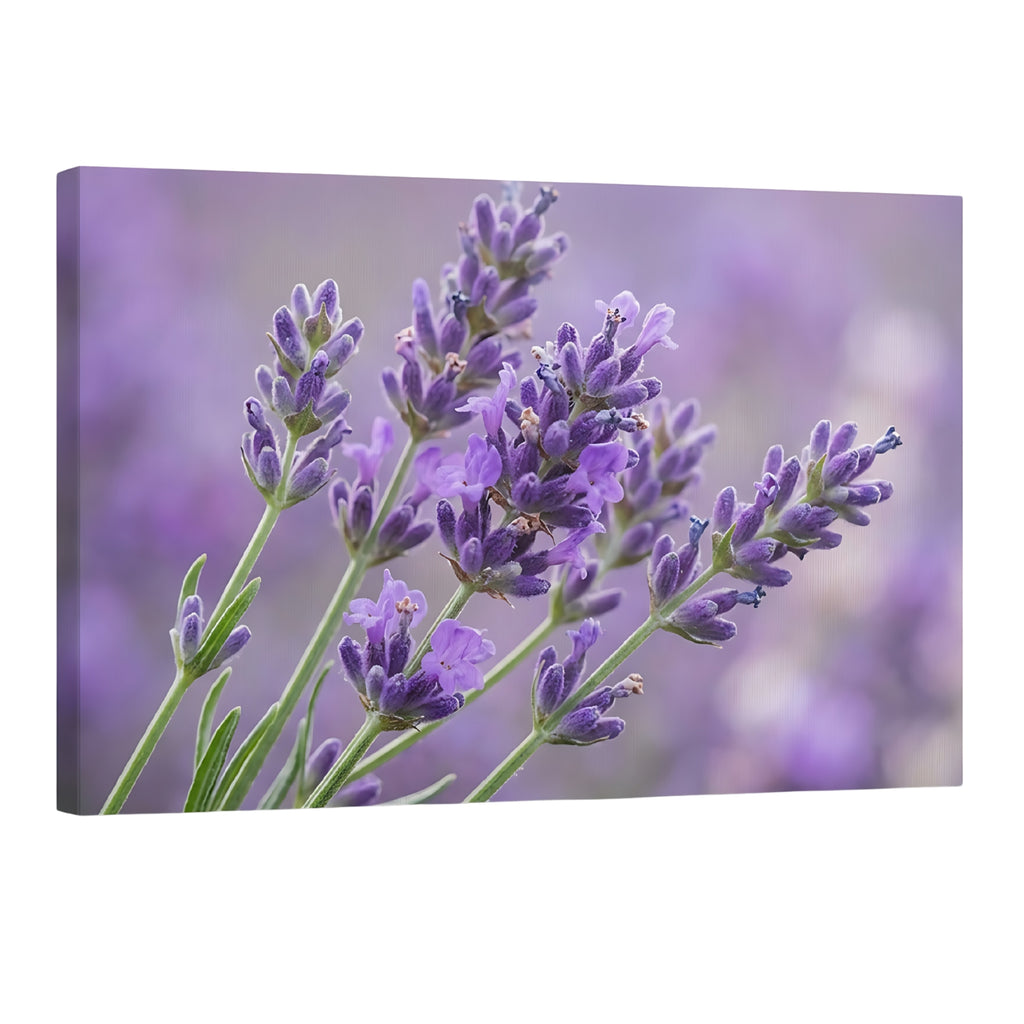 Lavender flowers close up in soft purple tones, calming floral wall art decor for modern home