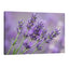 Lavender flowers close up in soft purple tones, calming floral wall art decor for modern home